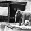 Neděle 5. června 1966 byla prvním dnem slonice Gulab v Zoo Praha. Archiv Zoo Praha