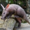 Kito byl velmi zvědavý a svůj první výlet do venkovní expozice si užíval. Foto: Petr Hamerník, Zoo Praha