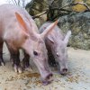 Kito s mámou Kvídou si nejprve pochutnali na oblíbené dobrotě. Foto: Petr Hamerník, Zoo Praha