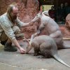 Krmení hrabáčů kapských probíhá každý den (kromě čtvrtka) od 10:00. Václav Šilha, Zoo Praha