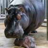 Mládě hrocha s matkou Maruškou první den po porodu. Foto: Petr Hamerník, Zoo Praha