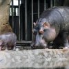 První vycházka samice s mládětem do expozice. Foto: Petr Hamerník, Zoo Praha