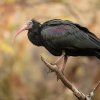 Ibis skalní, foto: Rostislav Stach, Zoo Praha
