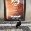 Ibis v centru Prahy.  Autentické foto z mobilního telefonu: Petr Macek