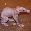 Nový přírůstek v pražské zoo by se mohl stát mládětem roku. Mimo jiné i proto, že vypadá tak trochu jako mimozemšťan. Foto: Miroslav Bobek, Zoo Praha - plná velikost fotografie