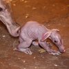 Mládě hrabáče kapského se svou matkou Kvídou krátce po narození. Otcem mláděte je samec Draco. Foto: Miroslav Bobek, Zoo Praha - plná velikost fotografie 