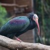 Jeden z ibisů umístěný v náhradní voliéře, foto: Václav Šilha, Zoo Praha