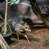 Právě díky své malé velikosti jsou kančilové snadnou kořistí, proto žijí velmi skrytě. Foto: Jana Myslivečková, Zoo Praha