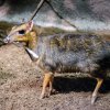 Samci kančilů černavých jsou vybaveni dlouhými špičáky, které slouží k obraně a vzájemným soubojům. Foto: Jana Myslivečková, Zoo Praha