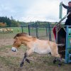Klisna Heilige vybíhá z přepravní bedny. Nově bude umístěná ve skupině klisen na Dolním Dobřejově. Foto: Petr Hamerník, Zoo Praha