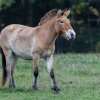 Klisna Heilige vybíhá z přepravní bedny. Nově bude umístěná ve skupině klisen na Dolním Dobřejově. Foto: Petr Hamerník, Zoo Praha