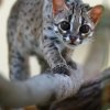Kočka palawanská patří mezi nejmenší kočky světa. Foto: Petr Hamerník, Zoo Praha