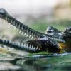 Komentované krmení gaviálů je novinkou zimní sezóny pražské zoo. Foto: Petr Hamerník, Zoo Praha