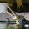 Krmení gaviálů indických je pro návštěvníky velmi zajímavá podívaná. Foto: Petr Hamerník, Zoo Praha
