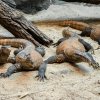 Krmení varanů komodských Foto: Petr Hamerník, Zoo Praha
