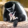 Během probíhajících křtin se dnes narodilo druhé mládě guerézy pláštíkové, matkou je samice Lucie. Foto: Petr Hamerník, Zoo Praha