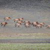 Koně Převalského v  Karamaily v Džungarské pánvi.  Foto Miroslav Bobek, Zoo Praha