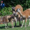 Mládě lamy guanako se narodilo v odpoledních hodinách ve venkovní expozici. Foto: Petr Hamerník, Zoo Praha