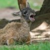 V letošním roce se jedná o druhé mládě u lam guanako. Foto: Petr Hamerník, Zoo Praha