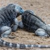 Kousání a tahání za kůži je nedílnou součástí namlouvacího procesu leguánů modravých. Foto: Miroslav Bobek, Zoo Praha