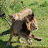 Samice lva indického Suchi při honičce se samcem Jamvanem. Petr Hamerník, Zoo Praha