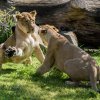 Samice Suchi a Ginni ve venkovním výběhu. Petr Hamerník, Zoo Praha