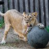 Ginni si ve venkovním výběhu ráda hraje s balonem. Petr Hamerník, Zoo Praha