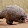 Luskouni jsou bizarní savci a bohužel dnes již patří k jedné z nejohroženějších skupin zvířat na světě. Foto: David Brossard / CC BY-SA 2.0, Flickr