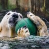 I medvědi potřebují zábavu, proto je jejich výběh plný různých hraček a pneumatik. Foto: Petr Hamerník, Zoo Praha.