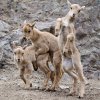 Mládě paovce hřivnaté dovádějící na skalním masívu. Foto: Tomáš Adamec, Zoo Praha