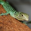 Inteligentní pohled očí nezapře predátora, byť predátora hmyzu. Foto: Petr Velenský, Zoo Praha