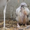 Adoptované mládě čápa marabu v pražské zoo. Foto: Tomáš Adamec, Zoo Praha