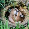 Mládě karakala s matkou Karkulkou. Foto: Petr Hamerník, Zoo Praha