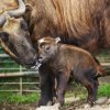 Takin indický krátce po narození. Foto: Tomáš Adamec, Zoo Praha
