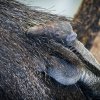 Mládě se pevně drží v husté srsti matky. Foto: Petr Hamerník, Zoo Praha