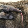 Mládě mravenečníka velkého narozené 20. ledna je stále častěji k vidění. Foto: Petr Hamerník, Zoo Praha