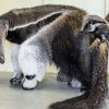 První mládě mravenečníka velkého narozené v pražské zoo. Foto: Miroslav Bobek, Zoo Praha