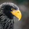 Majestátní Matyáš je jednou z významných osobností Zoo Praha (Foto: Tomáš Adamec, Zoo Praha)