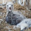Orli východní Matylda a Matyáš jsou úspěšnými rodiči. Od roku 2007 odchovali v Zoo Praha více než desítku mláďat (Foto: Tomáš Adamec, Zoo Praha)