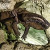 Největší hvězda Velemlokária, samec Karlo. Foto: Petr Hamerník, Zoo Praha