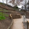 Do areálu pražské zoologické zahrady se vrátila vinná réva. Foto: Petr Hamerník, Zoo Praha