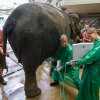 Dr. Thomas Hildebrandt se svou asistentkou provádějí ultrazvukové vyšetření slonice Janity. Foto: Petr Hamerník, Zoo Praha