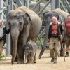 Slůně se dnes poprvé podívalo do venkovního výběhu. Foto: Petr Hamerník/Zoo Praha