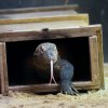 První kroky do nového domova. Foto: Petr Hamerník, Zoo Praha
