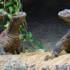 Skupina samců varanů komodských se skládá ze sedmi bratrů. Foto: Petr Hamerník, Zoo Praha