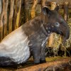 Malému tapírovi čabrakovému jsou tři měsíce a už se mu postupně vytváří zabarvení typické pro dospělá zvířata.  Foto: Václav  Šilha/Zoo Praha  