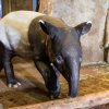 Mládě tapíra čabrakového dostalo jméno Budak Puntja, což se dá přeložit jako kluk Puňťa. Foto: Václav  Šilha/Zoo Praha  
