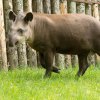 Tapír jihoamerický Toby oslaví ve čtvrtek 19. května své první narozeniny. Petr Hamerník, Zoo Praha