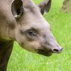 Toby už ztratil typické mláděcí proužky a vypadá téměř jako jeho rodiče. Petr Hamerník, Zoo Praha