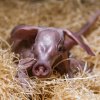 Hrabáče chová v Evropě jen osmnáct zoologických zahrad. V té pražské jsou nepřetržitě již pětatřicet let a za tu dobu se podařilo úspěšně odchovat tři mláďata. Foto: Petr Hamerník, Zoo Praha - plná velikost fotografie 